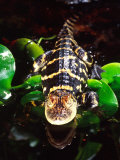 American Alligator, Native to South Eastern USA