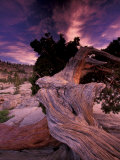 Buy Western Juniper, Yosemite National Park, California, USA at AllPosters.com