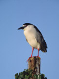 Black-crowned Night Heron, Florida, USA