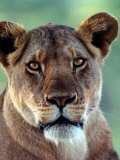 Lioness