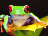 Red Eye Tree Frog on a Calla Lily, Native to Central America