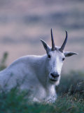 Mountain Goat, Glacier National Park, Montana, USA