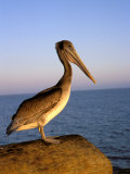 Pelican at Sunset, Sterns Wharf, Santa Barbara, California, USA