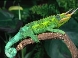 Jackson's Chameleon, Native to Eastern Africa