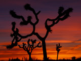Buy Joshua Trees at Sunrise, Mojave Desert, Joshua Tree National Monument, California, USA at AllPosters.com