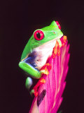 Red Eye Tree Frog on a Bromeliad, Native to Central America