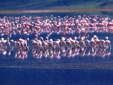 Lesser Flamingo's, Tanzania