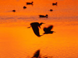 Great Blue Herons Flying at Sunset, Ding Darling National Wildlife Refuge, Florida, USA