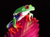 Buy Red Eye Tree Frog on Bromeliad, Native to Central America at AllPosters.com