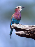 Lilac Breasted Roller, Tanzania