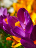 Buy Crocus, Reading, Massachusetts, USA at AllPosters.com