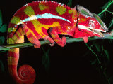 Red Phase Panther Chameleon, Native to Madagascar
