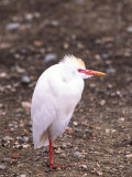 Cattle Egret, Tanzania