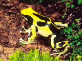 Dyeing Poison Frog, Surinam, Native to Guyana