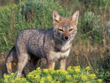 Argentine Grey Fox, Torres del Paine National Park, Chile