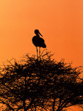 White Stork, Tanzania