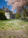 Denny Hall with Blooming Cherry Trees, University of Washington, Seattle, Washington, USA