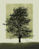 Natures Shapes II