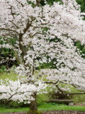 Buy Cherry Trees Blossoming in the Spring, Washington Park Arboretum, Seattle, Washington, USA at AllPosters.com