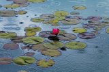 Buy Waterlilies at AllPosters.com