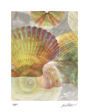 Shell Suite II