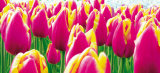 Buy Tulips at AllPosters.com