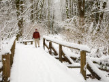 Trail and Hiker in Winter, Tiger Mountain State Forest, Washington, USA