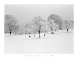 Prospect Park Trees