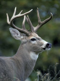 Buy White-tailed Deer, Buck, Washington, USA at AllPosters.com