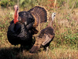 Buy Wild Turkey Tom and Hen at AllPosters.com