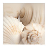 Buy Shells II at AllPosters.com