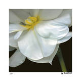 Buy O'Keeffe Jonquil at AllPosters.com