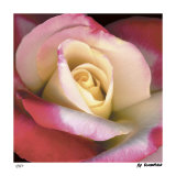 Blush Rose