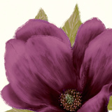 Grandiflora Blush II