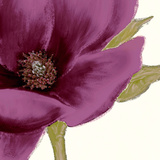 Grandiflora Blush I