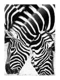 Two Zebras