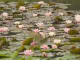 Water Lilies, Japanese Garden, Washington Park Arboretum, Seattle, Washington, USA