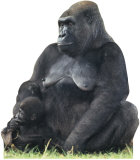Gorilla Mom & Child