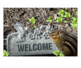 Buy Welcome Chipmunk at AllPosters.com