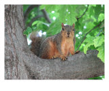 Curious Squirrel