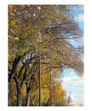 Buy Washington Dc Fall Season at AllPosters.com