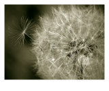 Seedy Dandelion