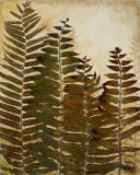 Ferns I