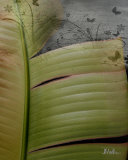 Butterfly Palm II