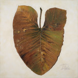 Amazonas II