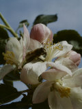 Bee in Flower