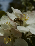 Bee in Flower