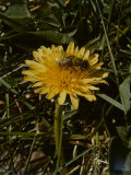 Bee in Flower