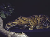 Rare Clouded Leopard Crouching near Tree, Asia