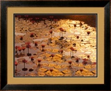 Buy Lotus Pond at AllPosters.com